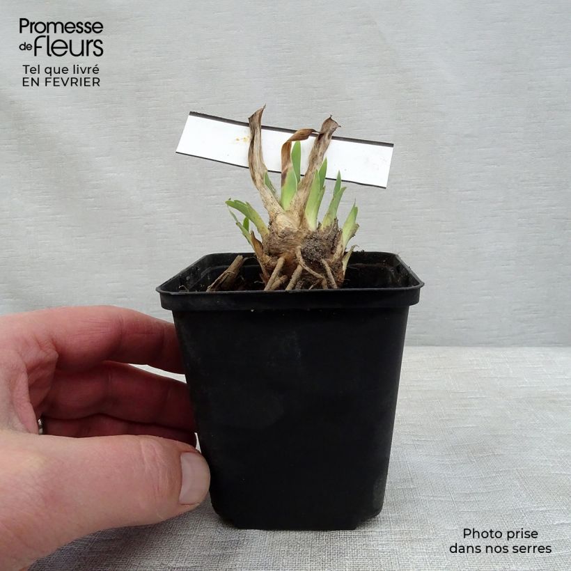 Iris germanica Making Eyes - Giaggiolo paonazzo Vasetto da 8/9 cm esemplare consegnato in inverno