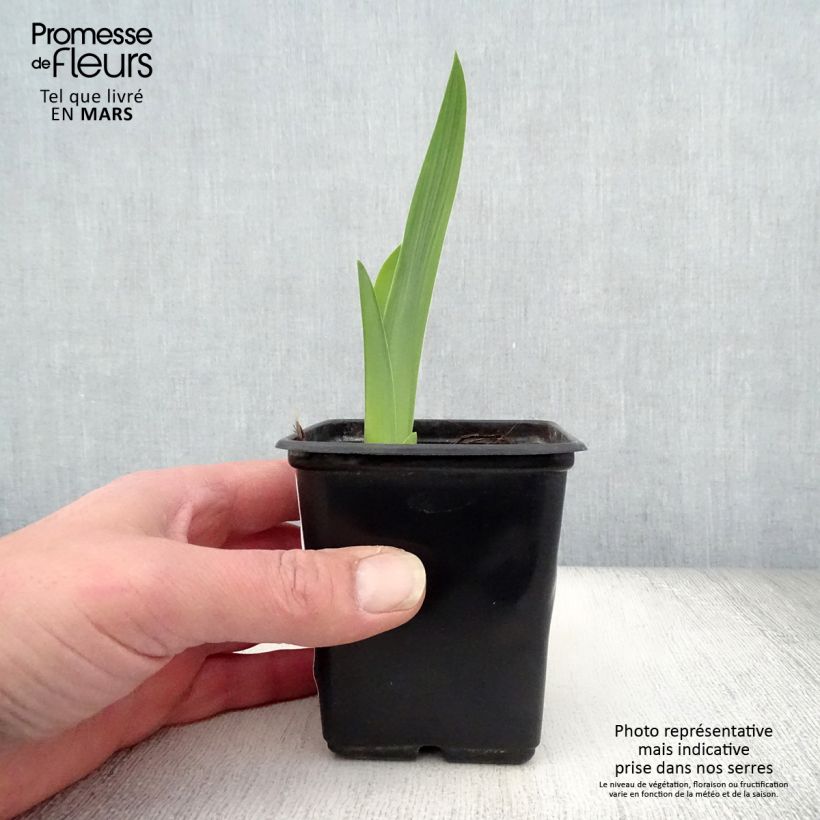 Example of Iris germanica Mariposa Autumn - Giaggiolo paonazzo Vasetto da 8/9 cm as you get in printemps