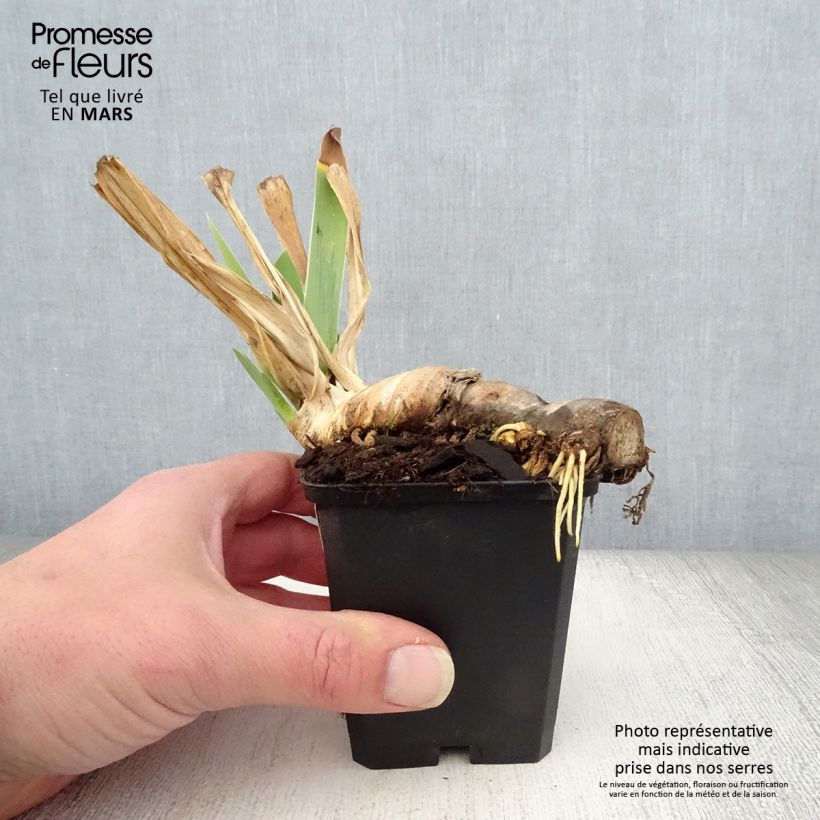 Iris germanica Mary Frances - Giaggiolo paonazzo Vasetto da 8/9 cm esemplare consegnato in primavera