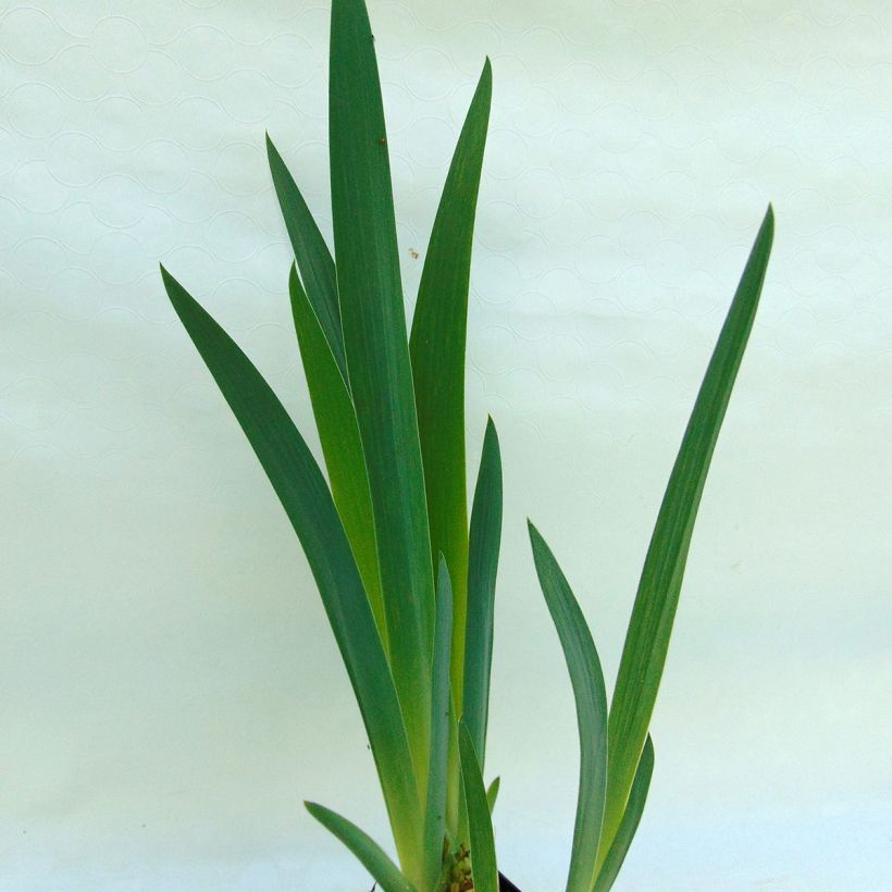 Iris germanica Master Plan - Giaggiolo paonazzo (Foliage)