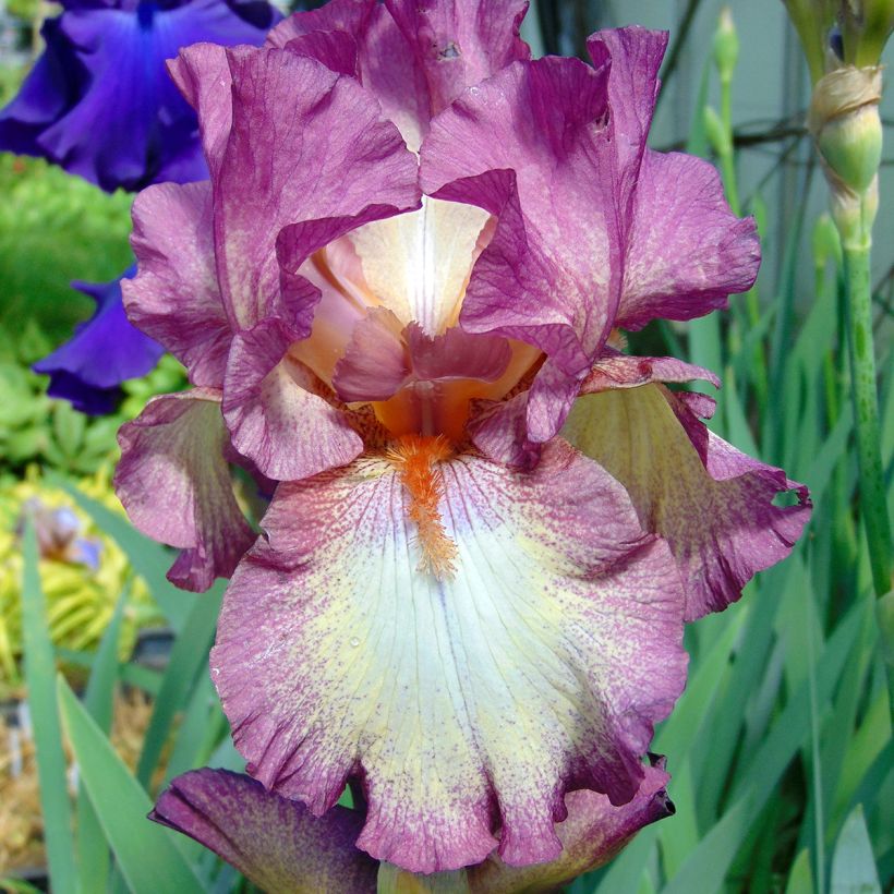 Iris germanica Master Plan - Giaggiolo paonazzo (Flowering)