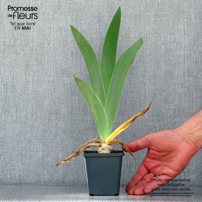 Example of Iris germanica Master Plan - Giaggiolo paonazzo Vasetto da 8/9 cm as you get in printemps