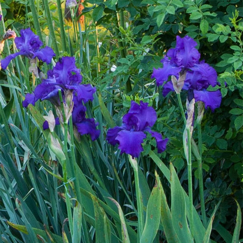 Iris germanica Mer du Sud - Giaggiolo paonazzo (Flowering)