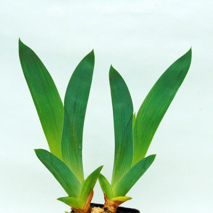 Iris germanica Midnight Revelry - Giaggiolo paonazzo (Foliage)