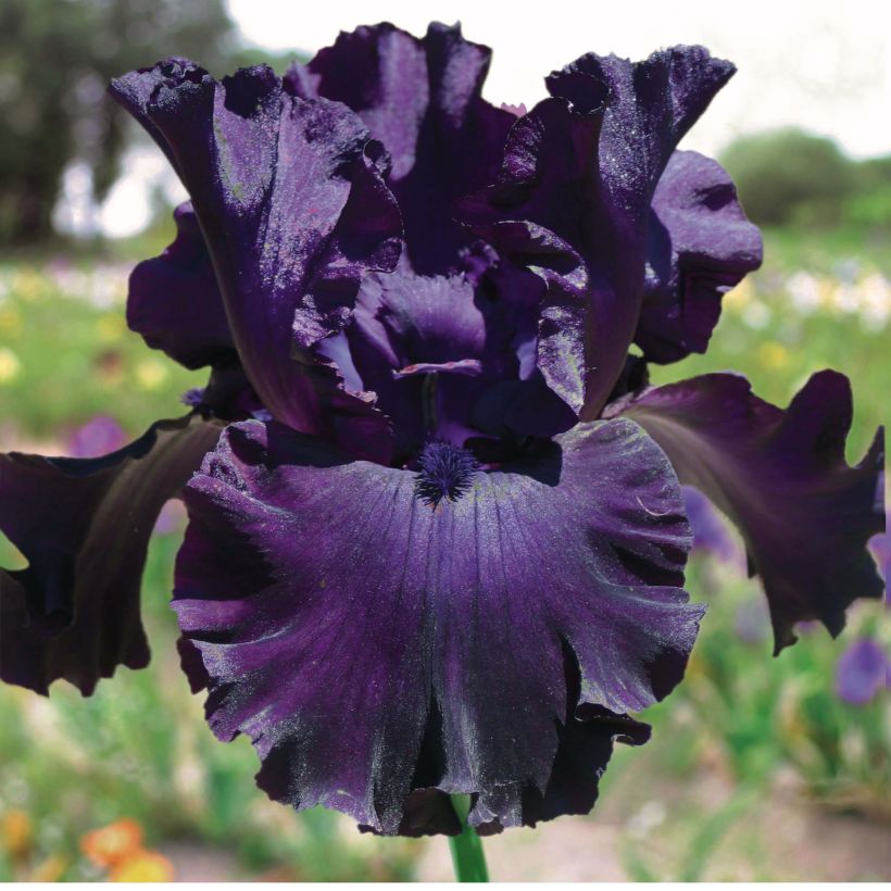 Iris germanica Midnight Revelry - Giaggiolo paonazzo (Flowering)