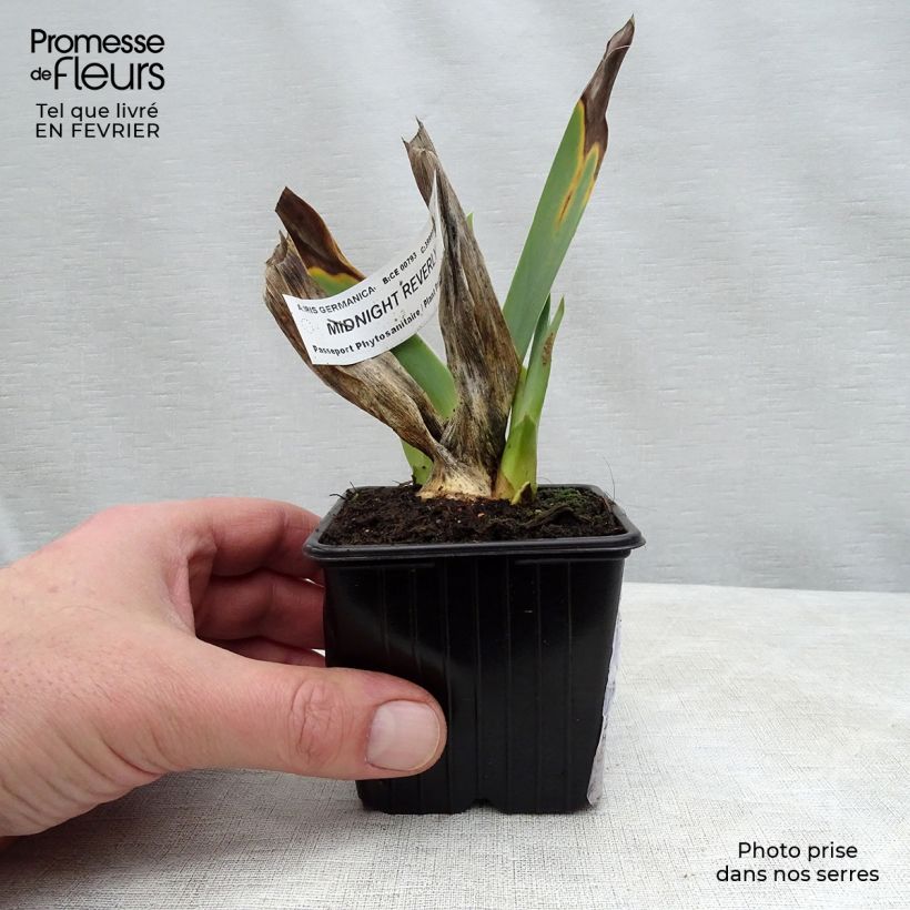 Example of Iris germanica Midnight Revelry - Giaggiolo paonazzo Vasetto da 8/9 cm as you get in hiver