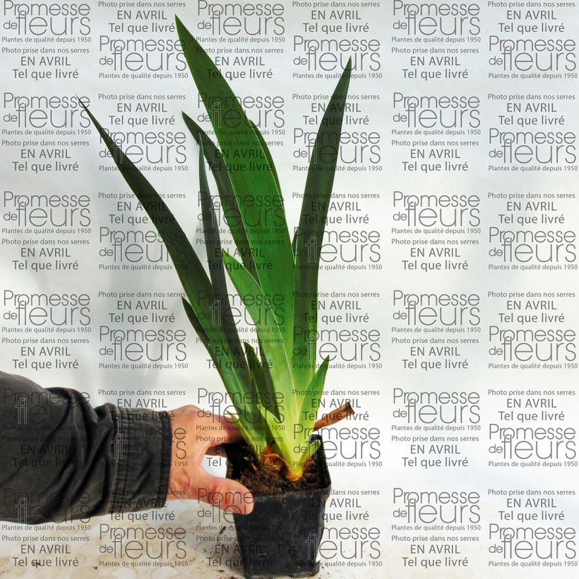 Example of Iris germanica Millenium Falcon - Giaggiolo paonazzo Vasetto da 8/9 cm as you get