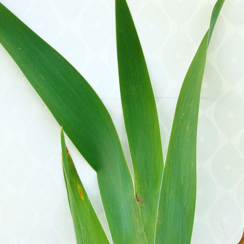 Iris germanica Navajo Jewel - Giaggiolo paonazzo (Fogliame)