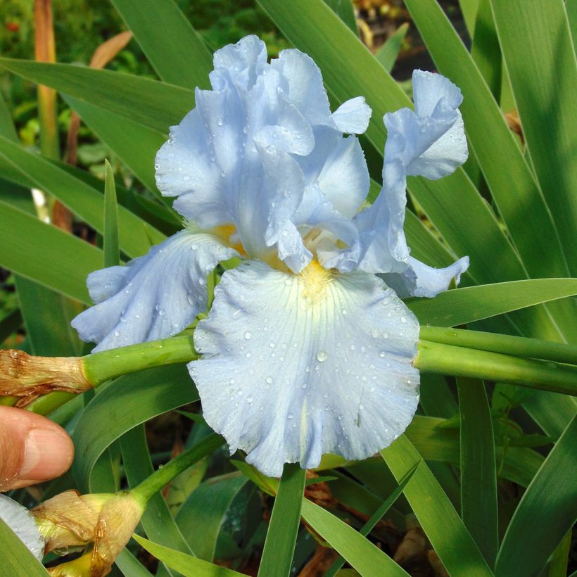 Iris germanica Navajo Jewel - Giaggiolo paonazzo (Fioritura)