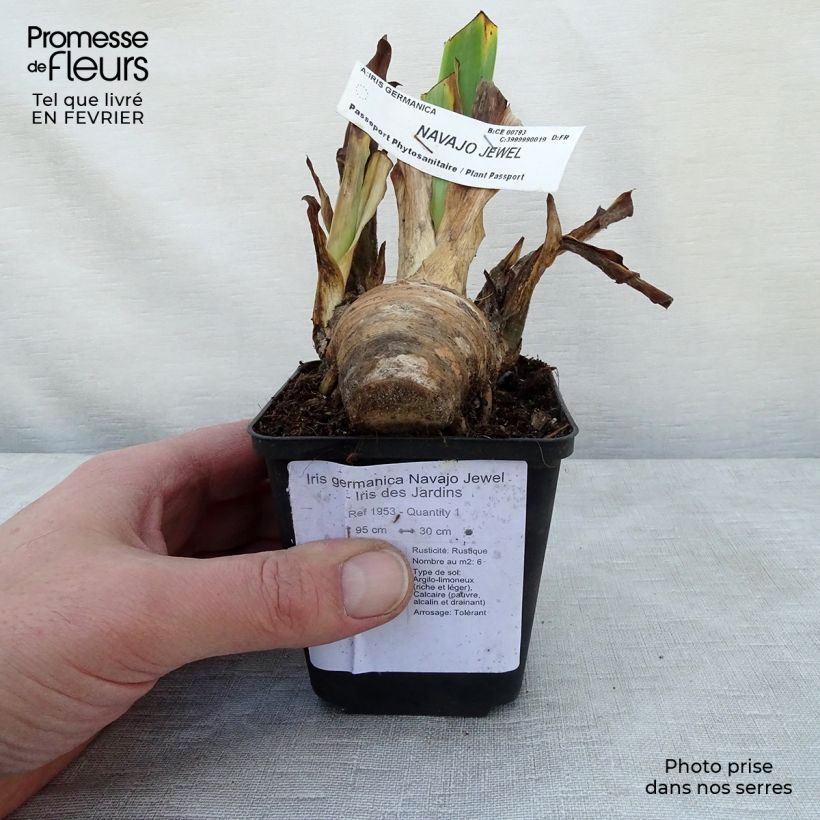 Iris germanica Navajo Jewel - Giaggiolo paonazzo Vasetto da 8/9 cm esemplare consegnato in inverno