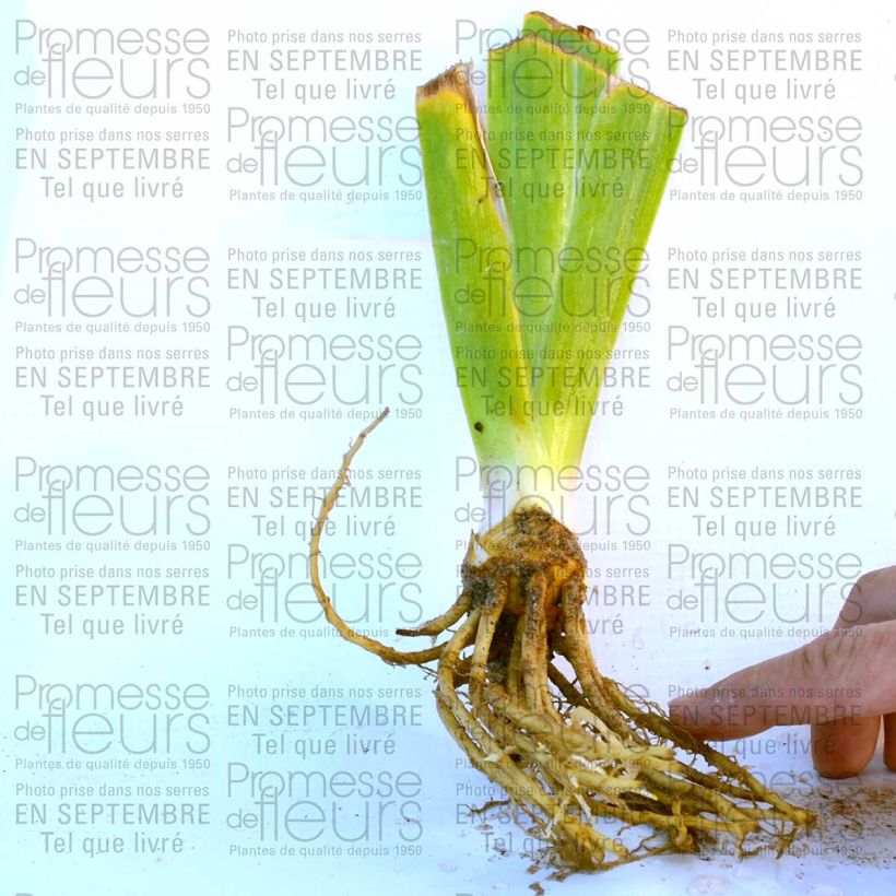 Esempio di esemplare Iris germanica New Leaf - Giaggiolo paonazzo Vasetto da 8/9 cm come consegnato