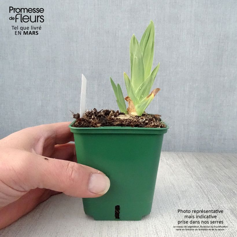 Iris germanica Night Edition - Giaggiolo paonazzo Vasetto da 8/9 cm esemplare consegnato in primavera