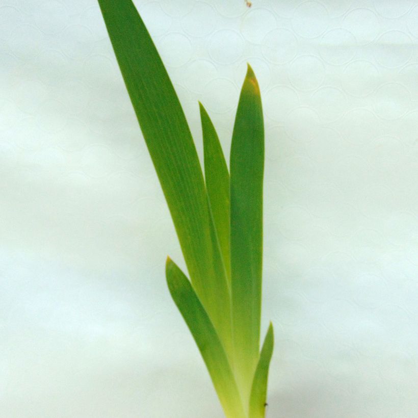 Iris germanica Obsidian - Giaggiolo paonazzo (Foliage)