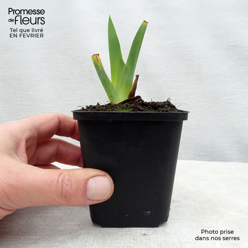 Example of Iris germanica Obsidian - Giaggiolo paonazzo Vasetto da 8/9 cm as you get in hiver