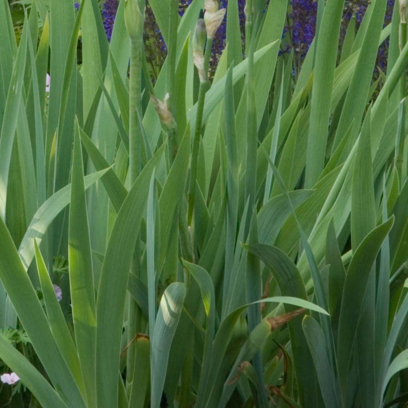 Iris germanica Old Black Magic - Giaggiolo paonazzo (Foliage)