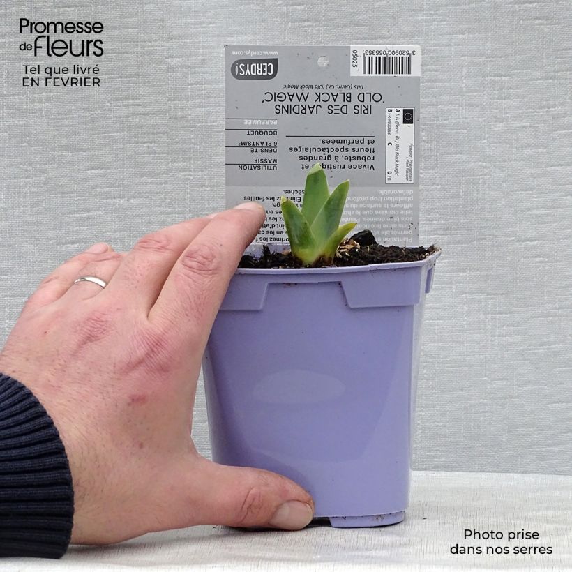 Example of Iris germanica Old Black Magic - Giaggiolo paonazzo Vaso da 1L/1,5L as you get in hiver