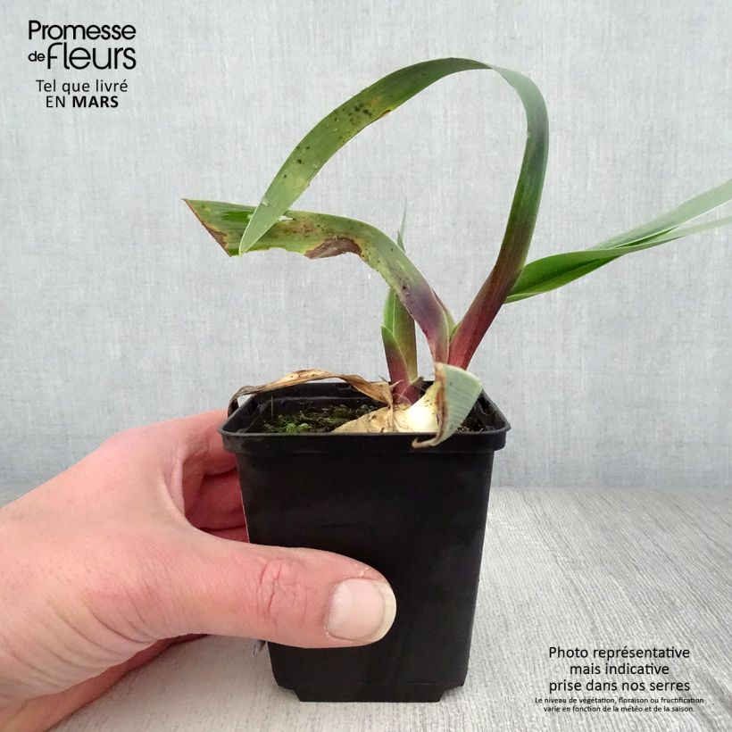 Example of Iris germanica Ominous Stranger - Giaggiolo paonazzo Vasetto da 8/9 cm as you get in printemps