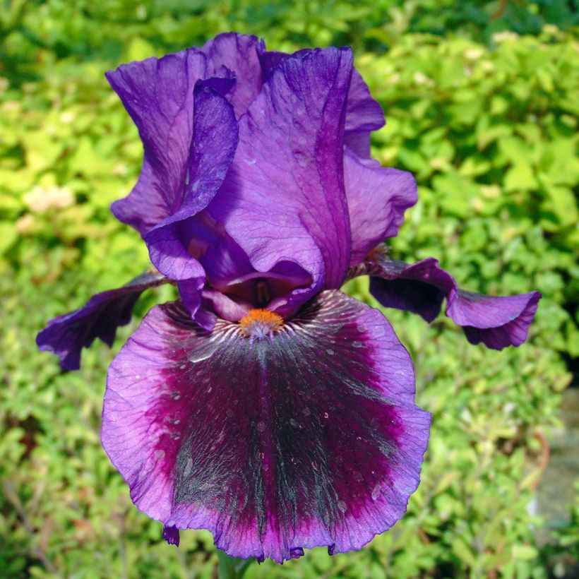 Iris germanica Pagan Dance - Giaggiolo paonazzo (Flowering)