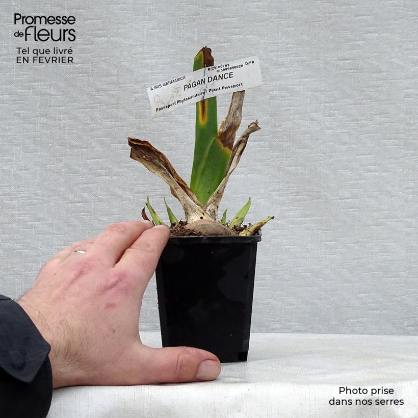 Example of Iris germanica Pagan Dance - Giaggiolo paonazzo Vasetto da 8/9 cm as you get in hiver