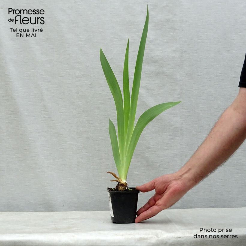 Example of Iris germanica Patina - Giaggiolo paonazzo Vasetto da 8/9 cm as you get in printemps