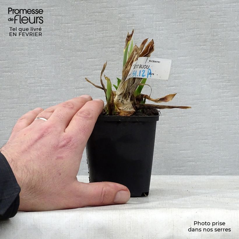 Iris germanica Petit Bijou - Giaggiolo paonazzo Vasetto da 8/9 cm esemplare consegnato in inverno