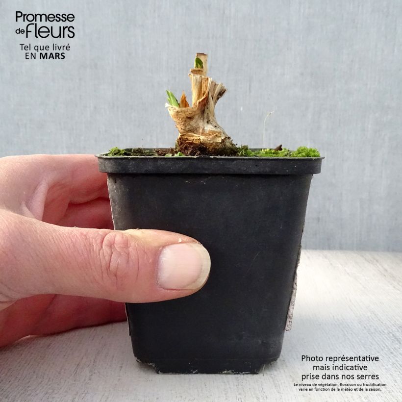 Iris germanica Petit Moment - Giaggiolo paonazzo Vasetto da 8/9 cm esemplare consegnato in primavera