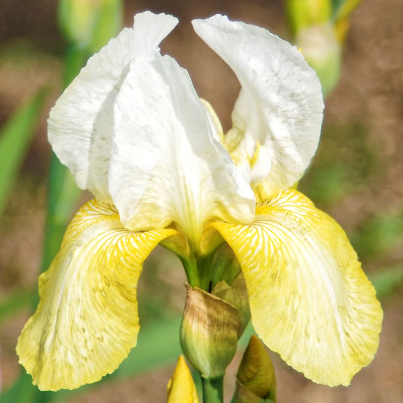 Iris germanica Pinnacle - Giaggiolo paonazzo (Flowering)