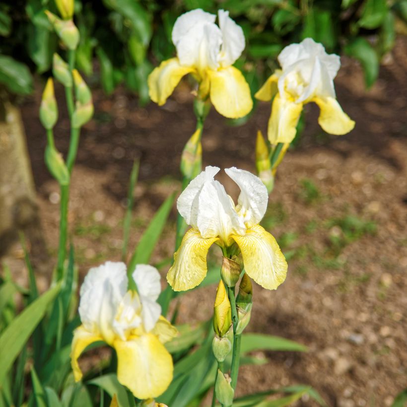 Iris germanica Pinnacle - Giaggiolo paonazzo (Plant habit)