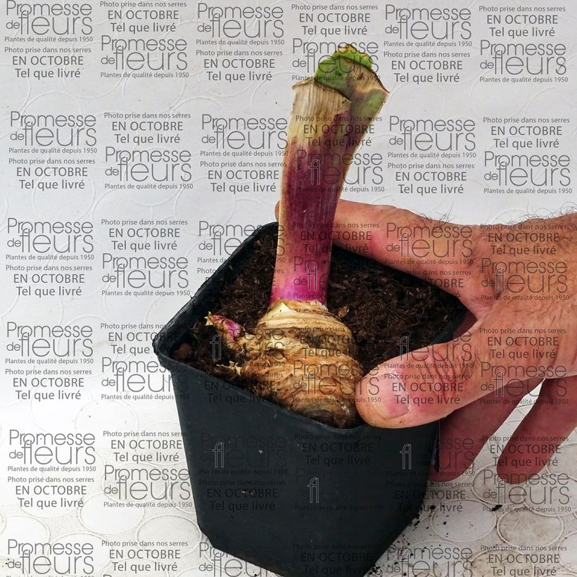 Esempio di esemplare Iris germanica Play with Fire - Giaggiolo paonazzo Vasetto da 8/9 cm come consegnato