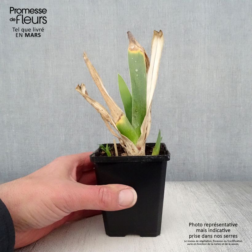 Iris germanica Poésie - Giaggiolo paonazzo Vasetto da 8/9 cm esemplare consegnato in primavera