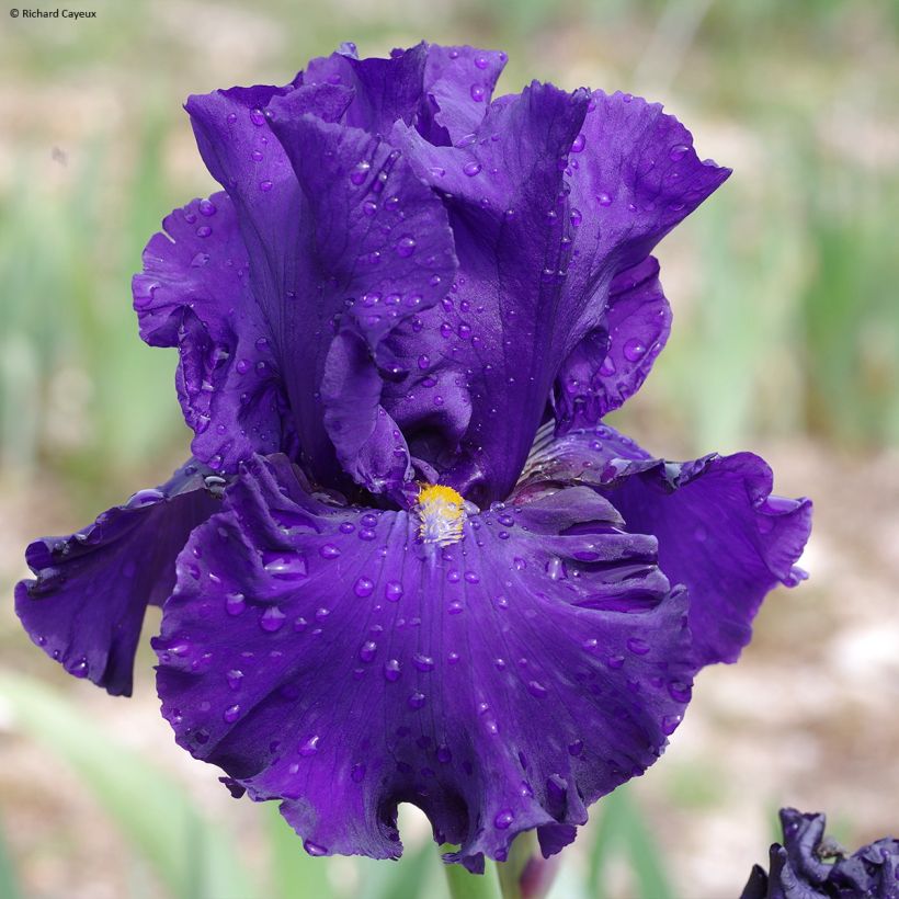 Iris germanica Profond Soupir - Giaggiolo paonazzo (Flowering)
