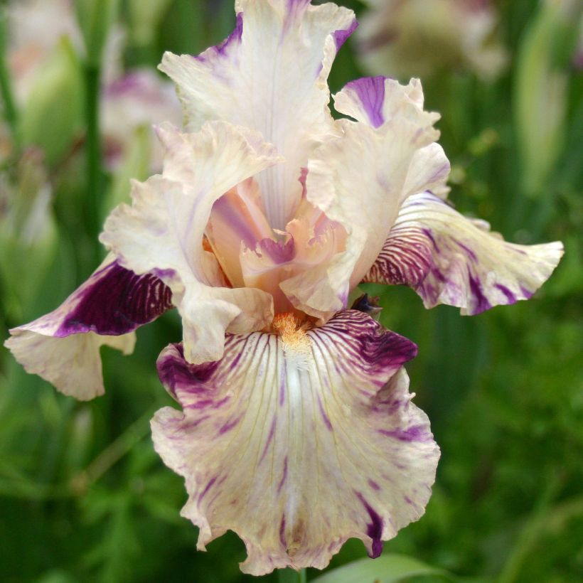 Iris germanica Raspberry Silk - Giaggiolo paonazzo (Flowering)