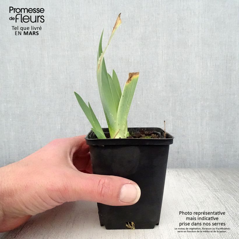 Example of Iris germanica Raspberry Silk - Giaggiolo paonazzo Vasetto da 8/9 cm as you get in printemps