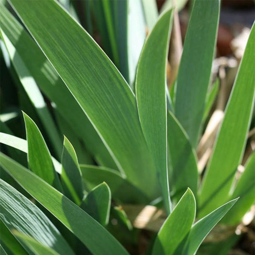 Iris germanica Ré la Blanche - Giaggiolo paonazzo (Foliage)