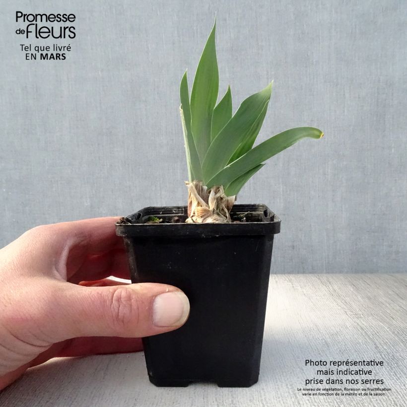 Iris germanica Red Orchid - Giaggiolo paonazzo Vasetto da 8/9 cm esemplare consegnato in primavera