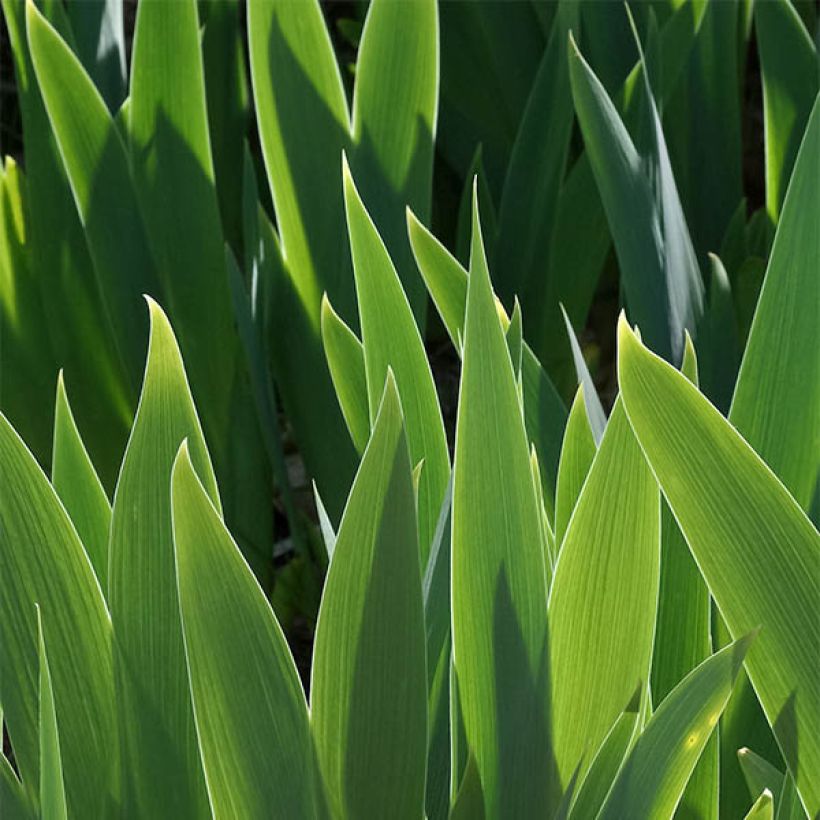 Iris germanica Ringo - Giaggiolo paonazzo (Foliage)