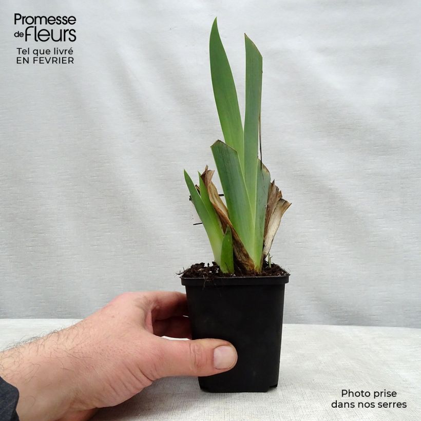 Example of Iris germanica Ringo - Giaggiolo paonazzo Vasetto da 8/9 cm as you get in hiver