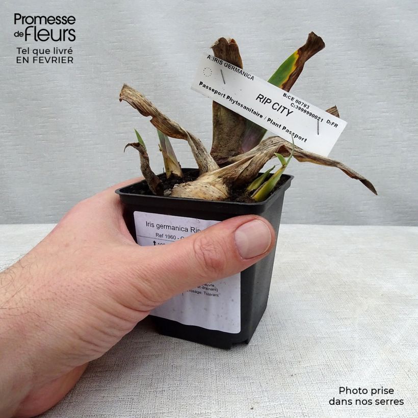 Iris germanica Rip City - Giaggiolo paonazzo Vasetto da 8/9 cm esemplare consegnato in inverno