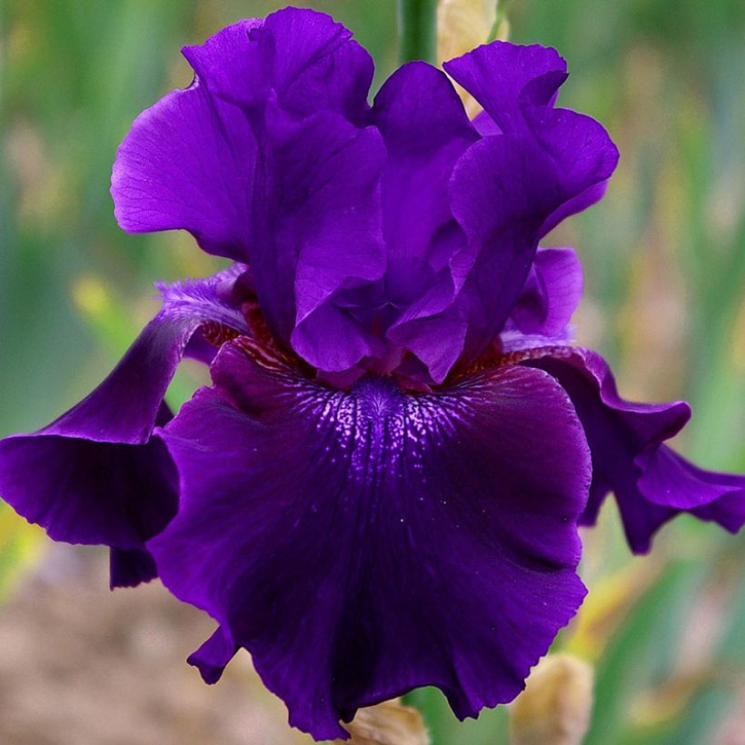 Iris germanica Rosalie Figge - Giaggiolo paonazzo (Flowering)