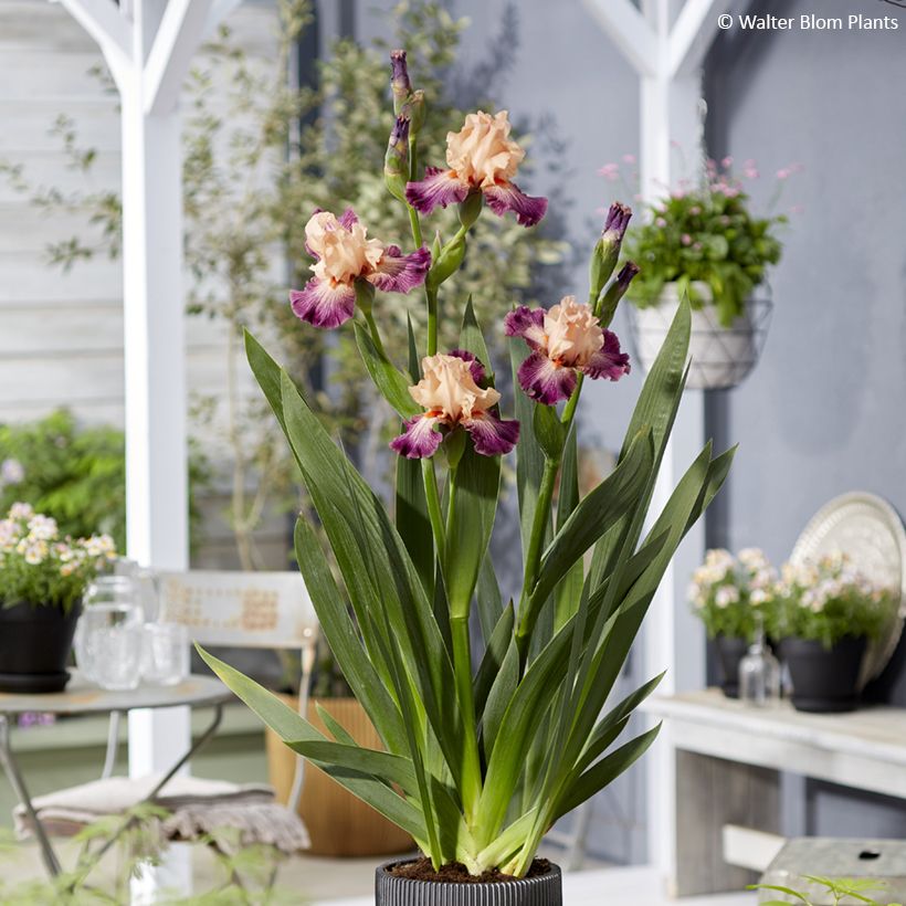 Iris germanica Rose de Perse - Giaggiolo paonazzo (Porto)