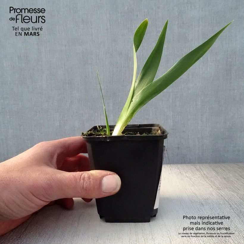 Example of Iris germanica Rouge de Plaisir - Giaggiolo paonazzo Rizoma, misura 10/15, qualità extra as you get in printemps