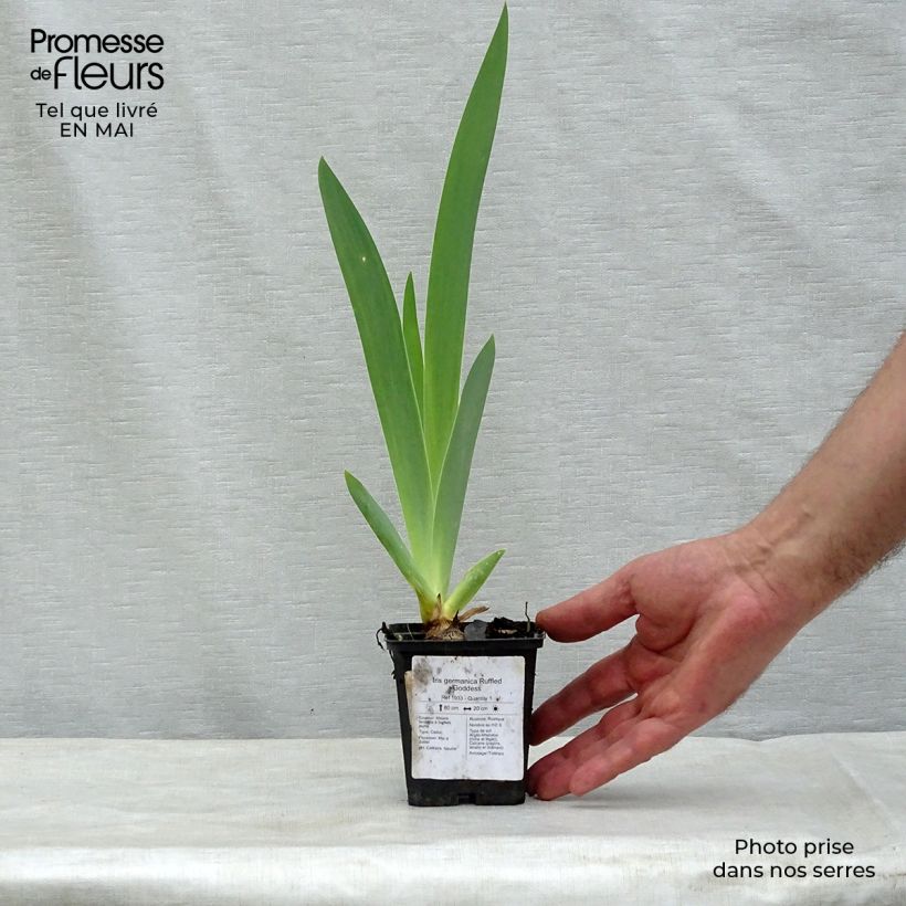 Iris germanica Ruffled Goddess - Giaggiolo paonazzo Vasetto da 8/9 cm esemplare consegnato in primavera