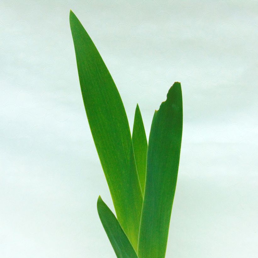 Iris germanica Saturn - Giaggiolo paonazzo (Foliage)