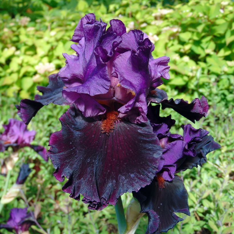 Iris germanica Saturn - Giaggiolo paonazzo (Flowering)