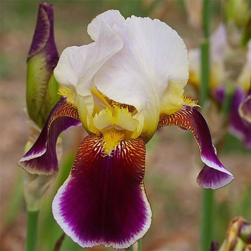 Iris germanica Shah Jehan - Giaggiolo paonazzo (Flowering)