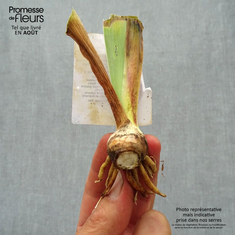 Example of Iris germanica Showcase - Giaggiolo paonazzo Vasetto da 8/9 cm as you get in ete