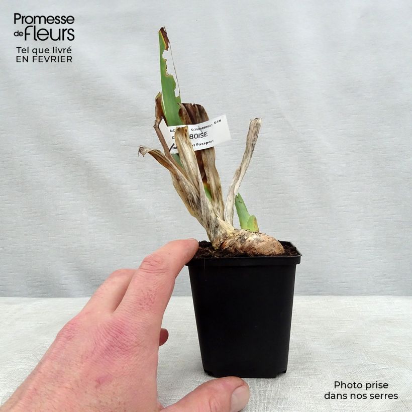 Iris germanica Sirop de Framboise - Giaggiolo paonazzo Vasetto da 8/9 cm esemplare consegnato in inverno