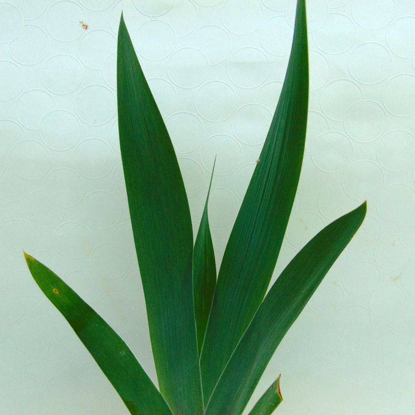 Iris germanica Smiling Faces - Giaggiolo paonazzo (Foliage)