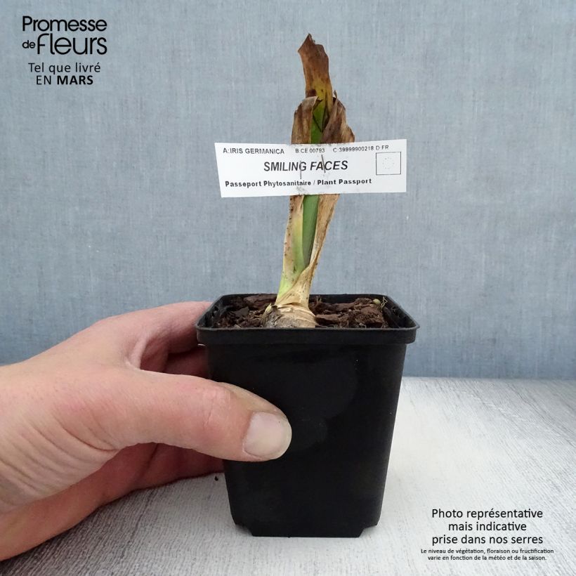 Example of Iris germanica Smiling Faces - Giaggiolo paonazzo Vasetto da 8/9 cm as you get in printemps
