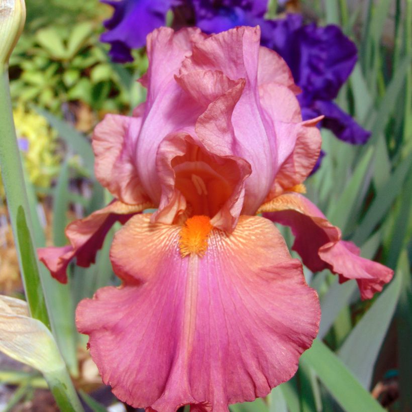 Iris germanica Sorbet Fraise - Giaggiolo paonazzo (Fioritura)